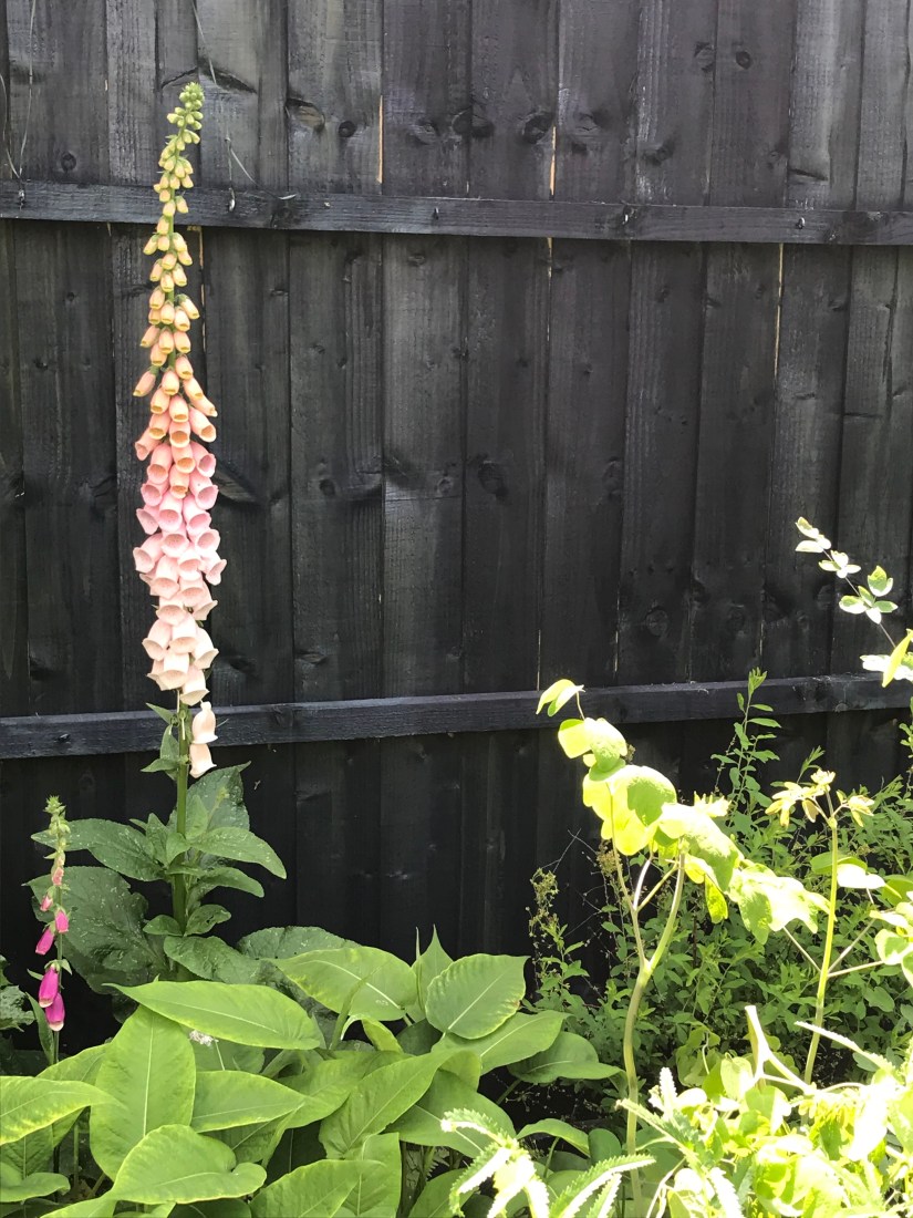 294C67F5-628B-4BF7-BD18-982947D9D3FB