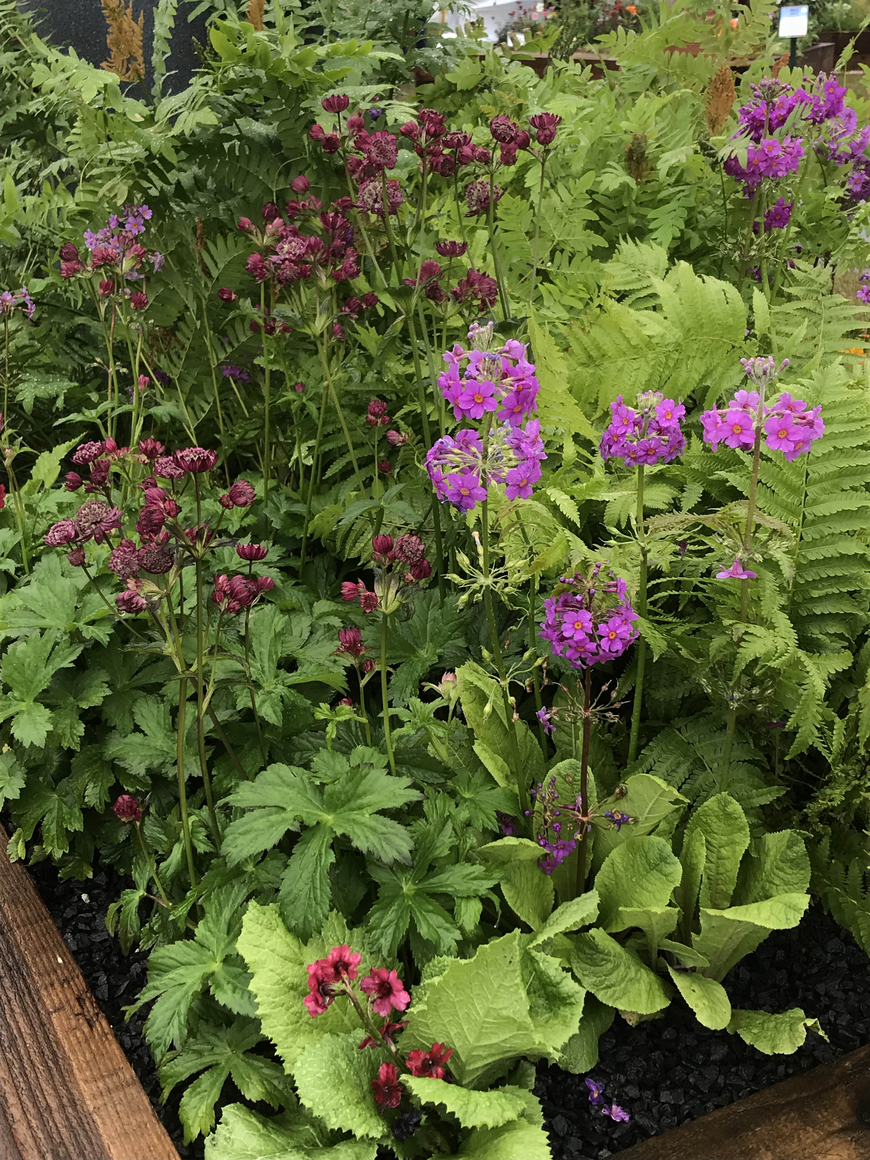 Astrantia major ‘Abbey Road’ and Primula beesiana