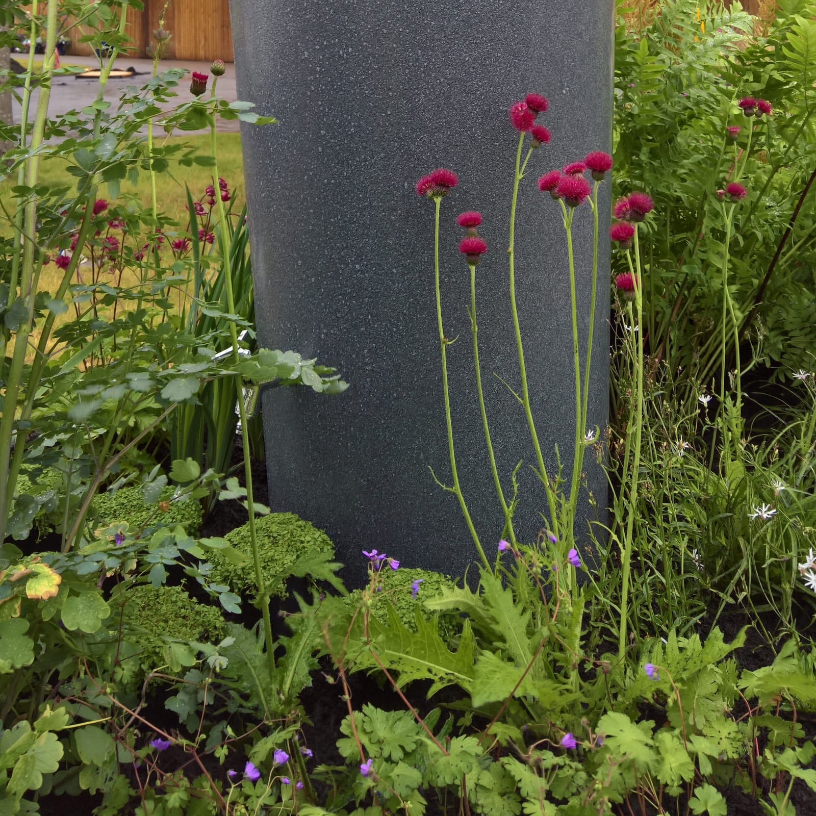 Cirsium rivulare Atropurpureum