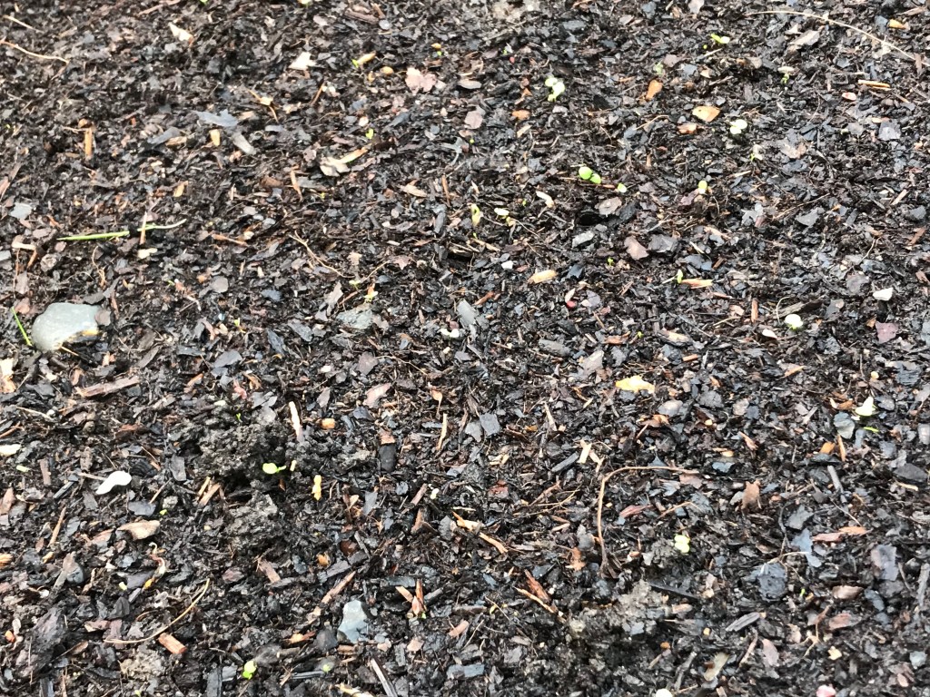 Seedlings just visible